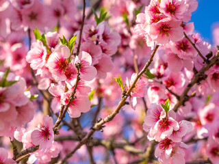Fototapeta na wymiar Blühende Mandelblüten, Rosa, Frühling , blaue Hintergrund