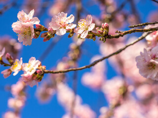 Blühende Mandelblüten, Rosa, Frühling , blaue Hintergrund