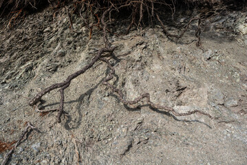 Tree roots on stone surface