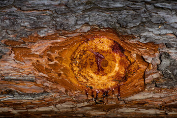Resin on a bark of a tree