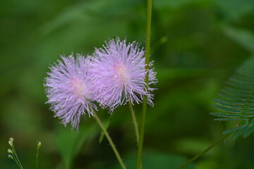 purple thistle flower