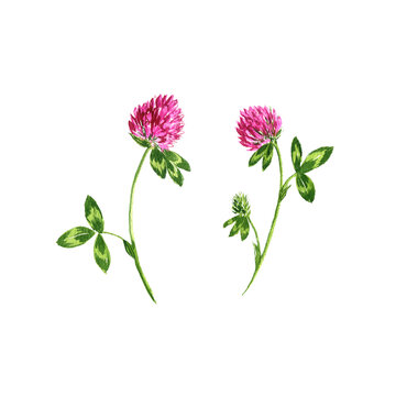 watercolor drawing red clover