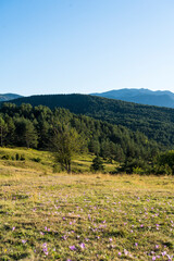 Montaña y prado verde con cielo azul y flores moradas
