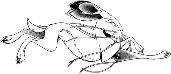 running hare © Rannva