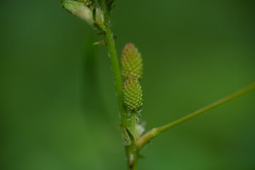 green caterpillar on a leaf