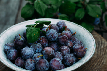 Ripe blue plum in a wooden box