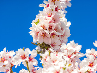 Blühende Mandelblüten, Rosa, Frühling , blaue Hintergrund