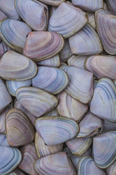 pipis