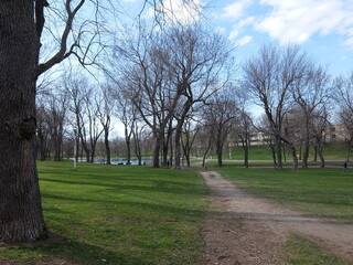trees in the park Montreal