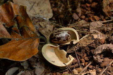 mushroom in the forest