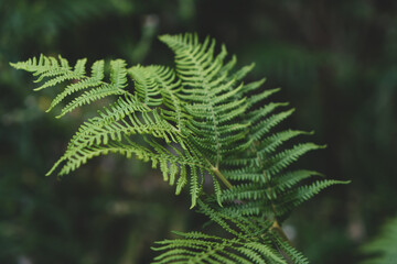 green fern leaves