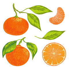 Vector realistic set of citrus fruits mandarin, tangerine, orange with leaves. 