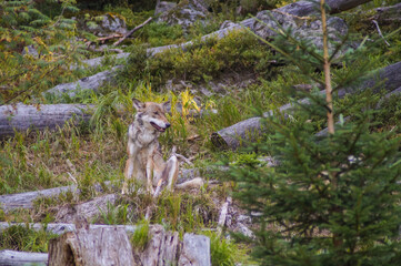 Fototapeta premium wolf in wood