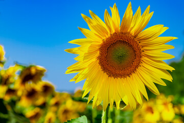 Sunflowers field on a background of blue sky with clouds. Sunflower close-up.