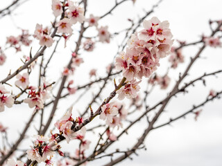 Blühende Mandelblüten, Rosa, Frühling