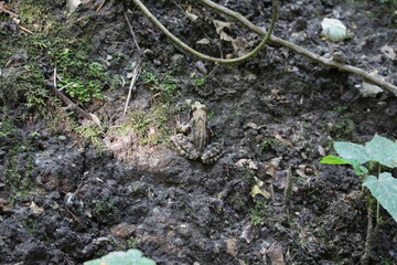 Frosch