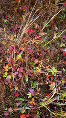 Red yellow orange strawberry leaves hiding in faded autumn grass, phone background 9:16