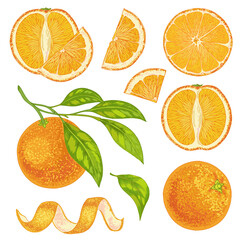 Vector realistic set of citrus fruits mandarin, tangerine, orange with leaves. 