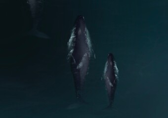Naklejka premium two humpback whales swimming in the water beneath them. whales spray out of their blowholes .