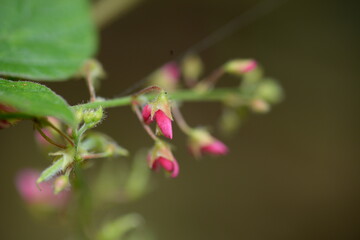 pink flower on the green background