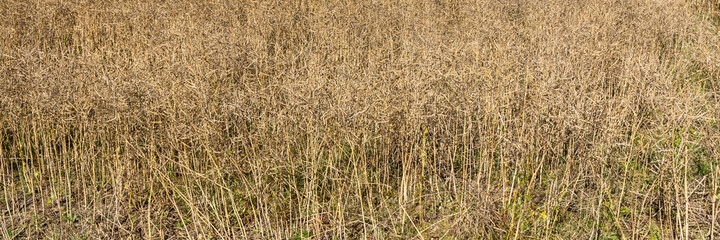 Rapeseed close up. Background texture of ripe rapeseed in the fields. New eco friendly technologies for biofuel production. Ripe rapeseed in the farms agricultural fields is ready for harvesting. 