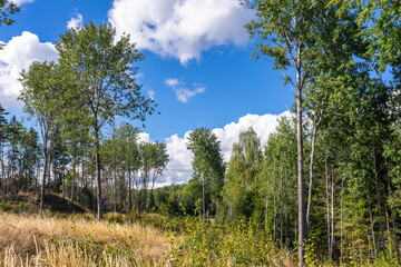 Coniferous and deciduous forest grows on the edge of the field in early autumn. Landscape Of Northern Europe. Yellow withered grass in autumn. Tall trees, aspens. Blue sky with white clouds.