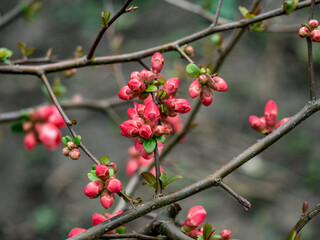 Zierquitten mit rote Blüten in Frühling, Chaenomeles