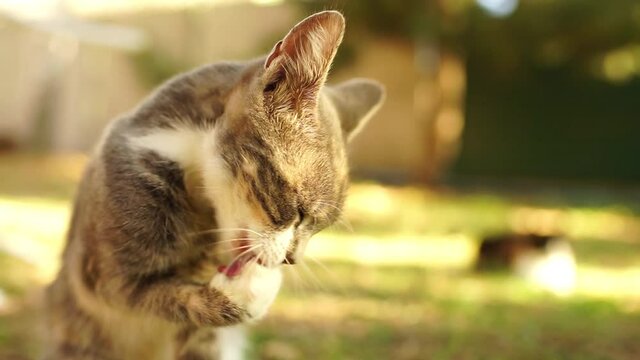 Cute gray maneki neko kitty lick her paw in a sunny summer garden.