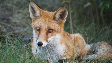 The red fox (Vulpes vulpes)