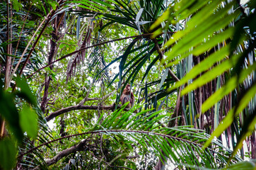 Obraz na płótnie Canvas Mono Narigudo de Borneo entre los árboles