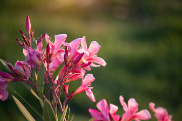 Pink oleander flower on the tree with soft sunlight in the morning
