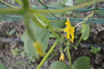 cucumber yellow flower in the garden