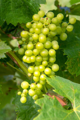 Talmont-sur-Gironde. Vignobles. Charente-Maritime. Nouvelle-Aquitaine	