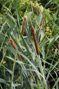 fresh carrots in the garden