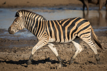 Fototapeta na wymiar Side view of running zebra in mud with a muddy waterhole in the Kruger Park in South Africa