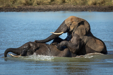 Two elephants playing in water in Kruger Park South Africa