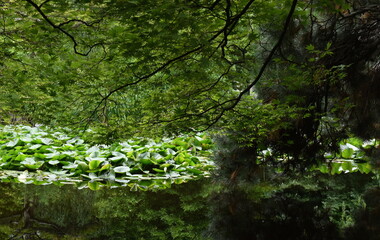 The lotus flowers in the deep forest Sapporo Japan