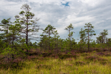 Obraz premium Pines and purple heather bushes grow in the swamp against a background of cloudy skies.