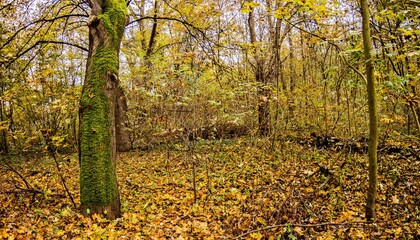 Seelhorster-Wald Hannover