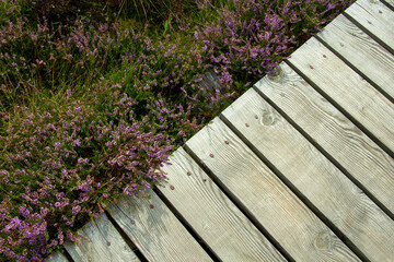 Fototapeta premium A fragment of a wooden boardwalk, next to it blooms purple heather. Top view. Copy space.