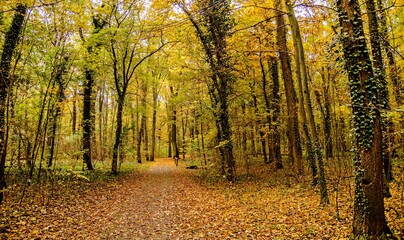 Seelhorster-Wald Hannover