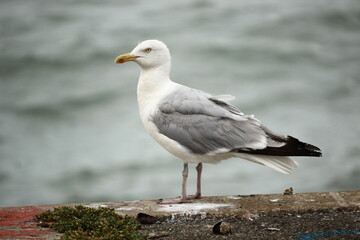 Möve in Calais