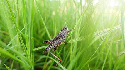 Grass Hopper Crawling Up The Green Grass. Bush-cricket Macro Shot. Summer Morning Meadow Eastern Locust Searching For Food In The Forest. Bush-cricket Macro Shot.