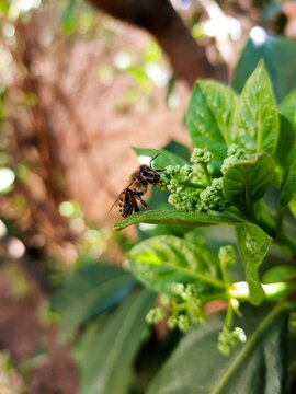 African Honey Bee, Hard At Work