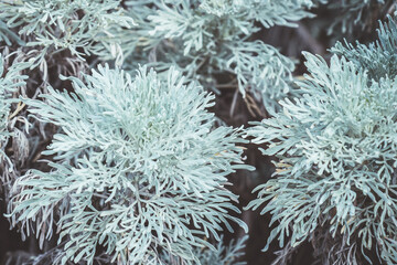 Naklejka na ściany i meble Silver nature background with wormwood or Artemisia absinthium. Fresh herbs concept.