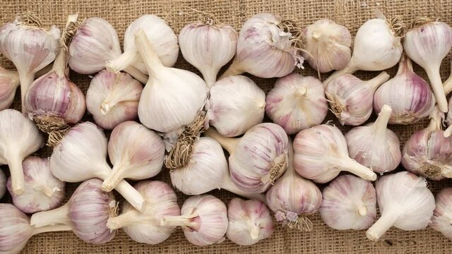 Garlic on sacking. Garlic, dolly shot.