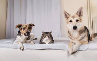 Dogs and old cat resting on bed