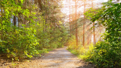 The road in the summer forest illuminated by the sun.