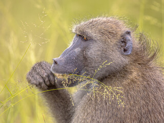 Chacma baboon feeding on grass seeds