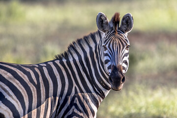Common Zebra looking at camera